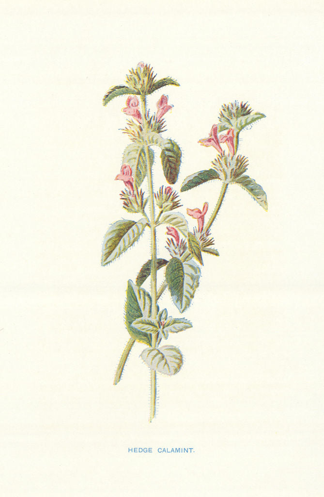 Hedge Calamint. Wild Flowers by Frederick Edward Hulme c1895 old antique print
